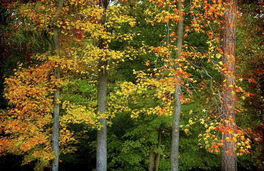 Autumn In Virginia Photograph