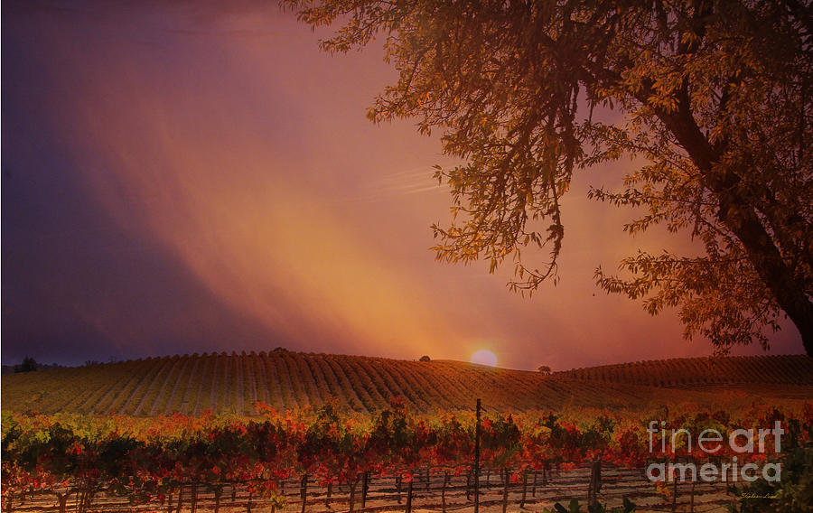 Autumn in Wine Country Photograph by Stephanie Laird