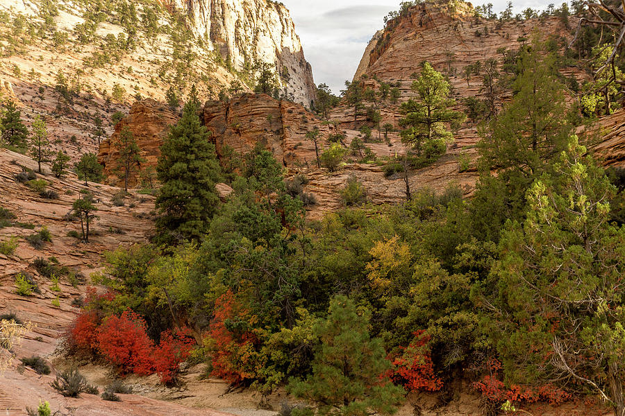 Autumn in Zion National Park Photograph by Donald Pash