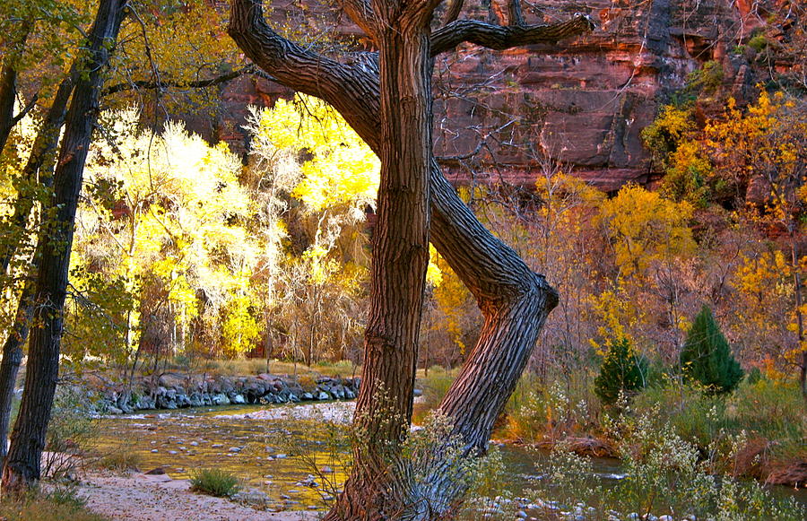 Autumn in Zion Photograph by Patricia Haynes