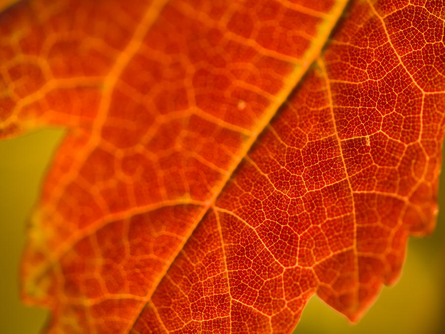 Autumn Intensity Photograph by Jim DeLillo