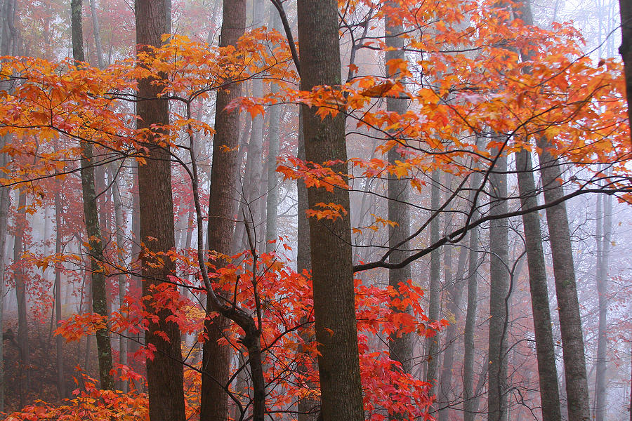 Nature Photograph - Autumn. by Itai Minovitz