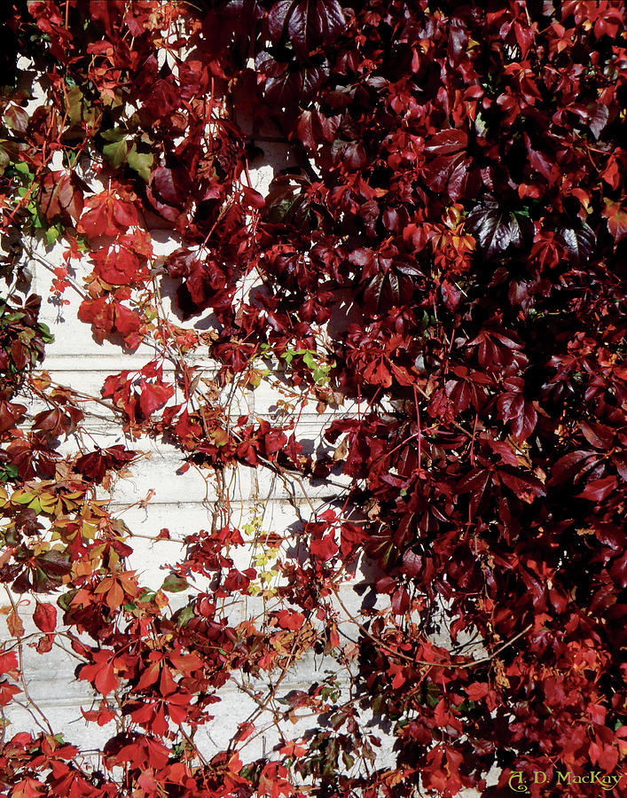 Autumn Ivy Photograph by Celtic Artist Angela Dawn MacKay