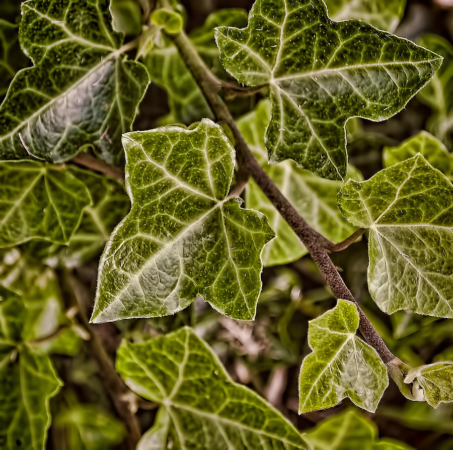 Autumn Ivy Photograph by Greg Jackson