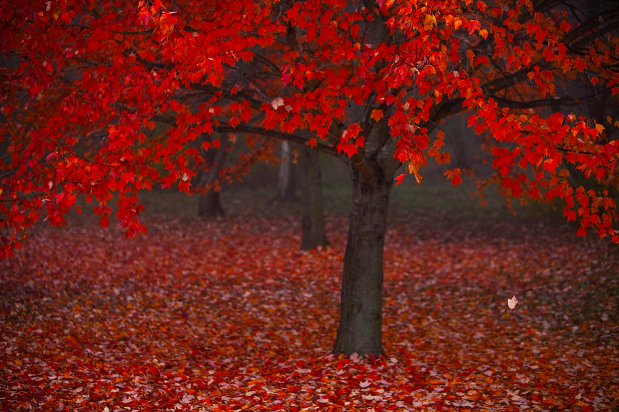 Autumn Photograph by Jane Melgaard