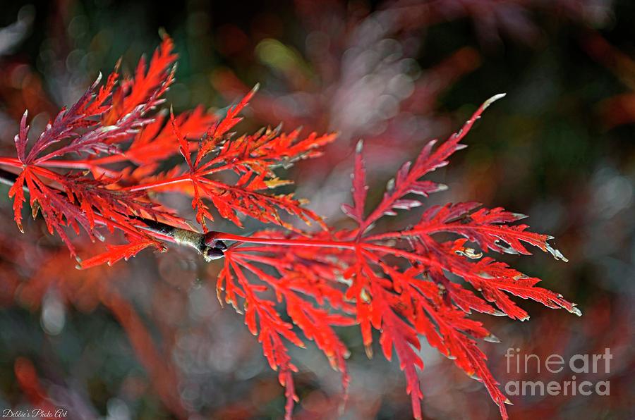 Autumn Japanese Maple Photograph by Debbie Portwood