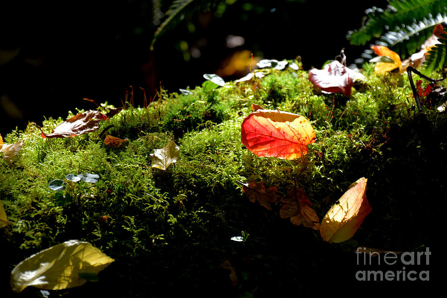 Autumn Jewels for a Mossy Log Photograph by Tatyana Searcy