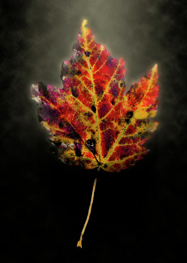 Leaf Photograph - Autumn by Jim Painter Leaf Photograph - Autumn by Jim Painter