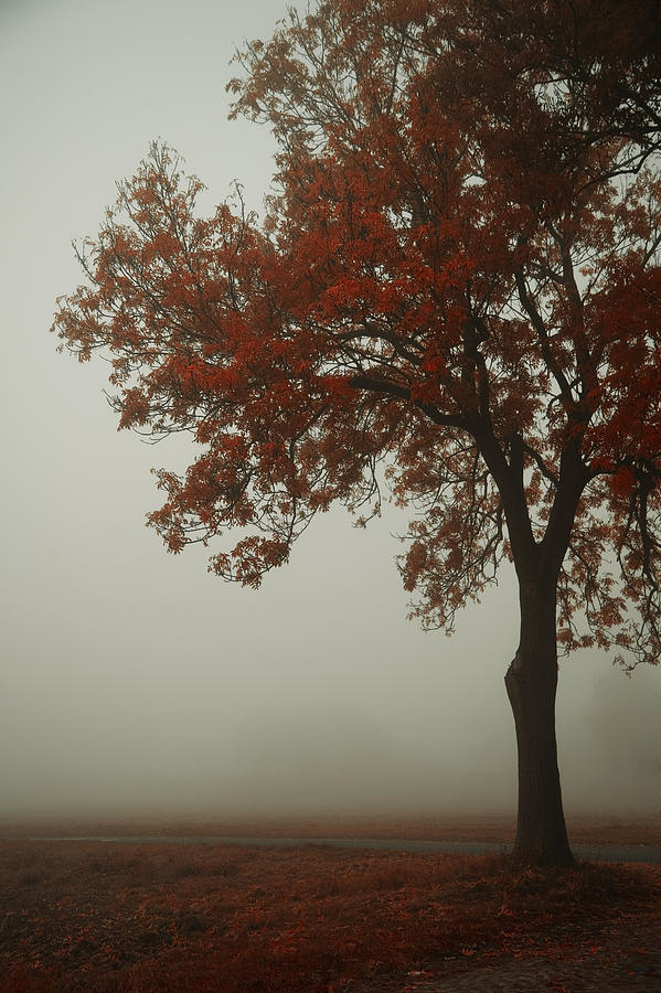 Fall Photograph - Autumn by Art of Invi