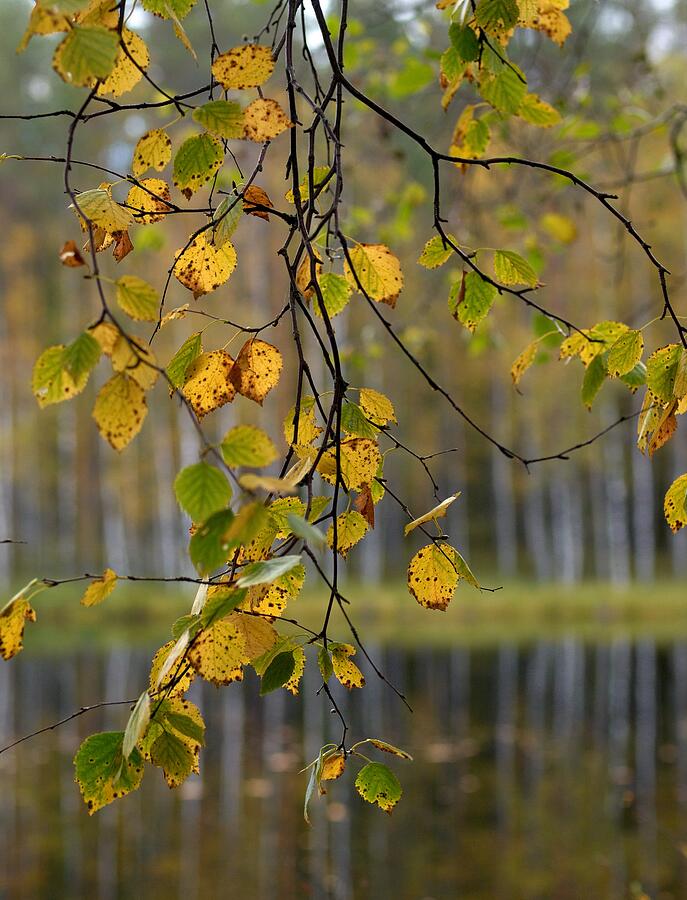 Autumn  Photograph by Jouko Lehto