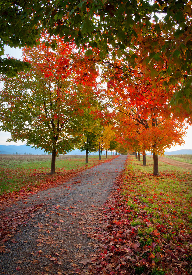 Tree Photograph - Autumn Journey by Idaho Scenic Images Linda Lantzy