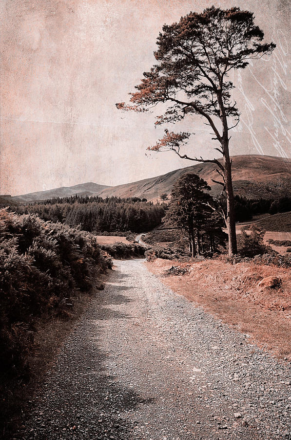 Autumn Journey in Wicklow Hills. Ireland Photograph by Jenny Rainbow