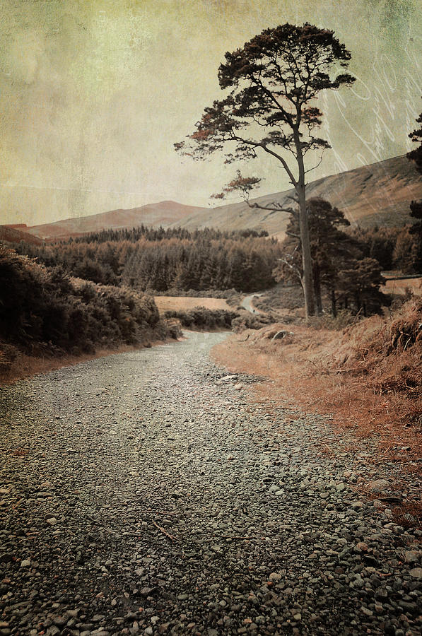 Tree Photograph - Autumn Journey in Wicklow Hills by Jenny Rainbow