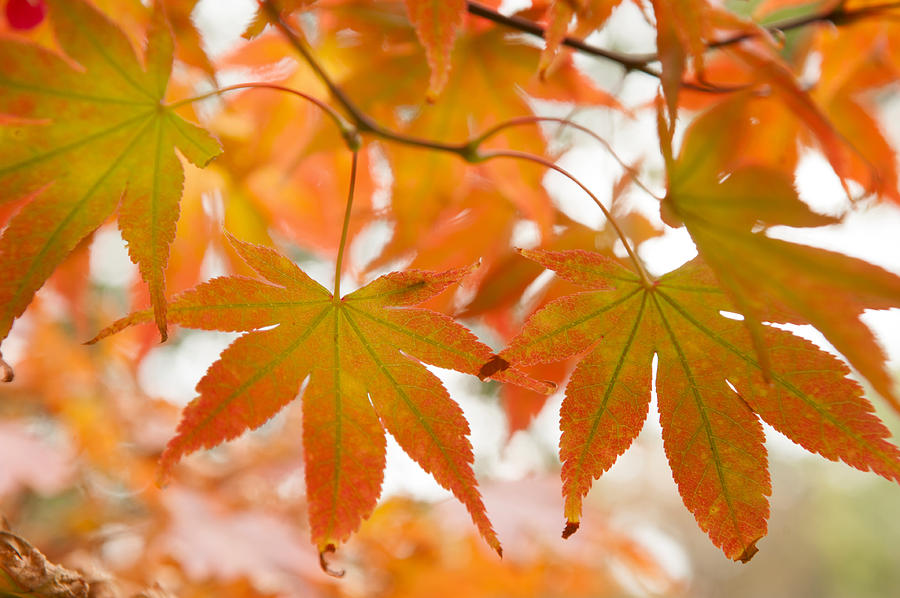 Autumn Joy Photograph by Jenny Rainbow