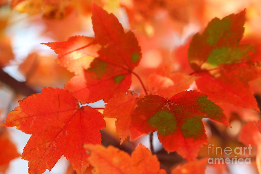 Fall Photograph - Autumn Joy by Karen Adams