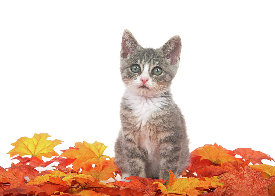 Autumn Kitten Photograph by Sheila Fitzgerald - Fine Art America