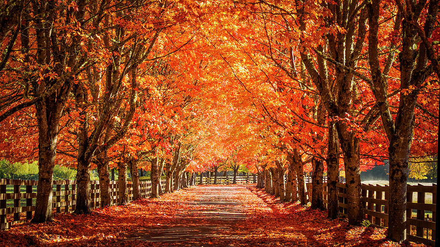 Autumn Photograph by Kyle Wasielewski