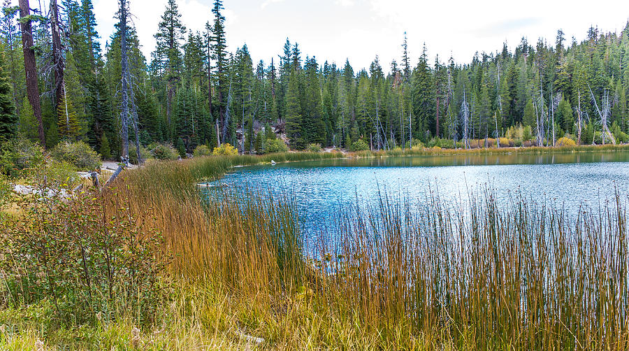 Autumn Lake Grass Photograph by Zen Williston - Fine Art America