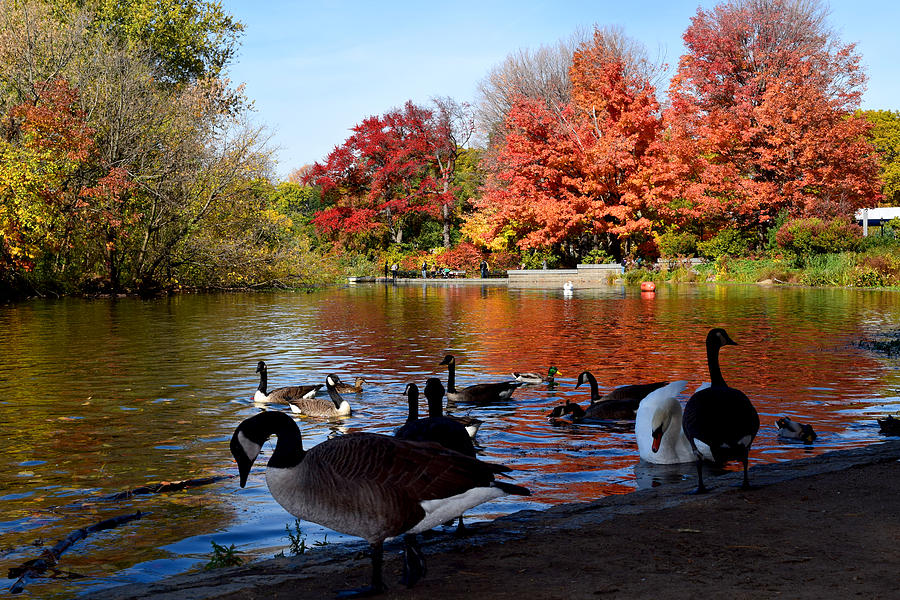 Autumn Lake with Geese Photograph by Diane Lent