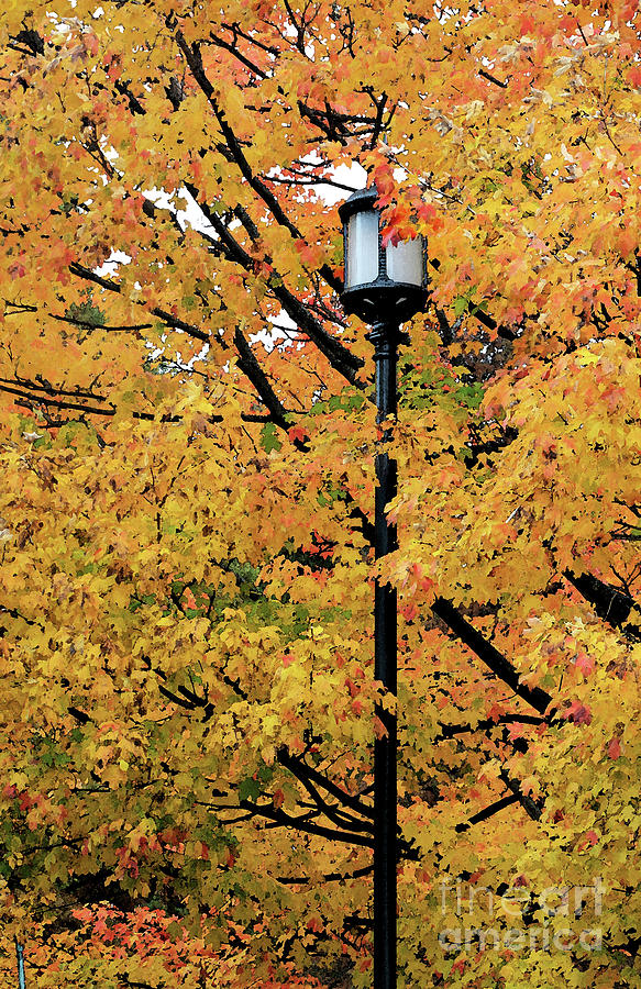 Autumn Lampost IV Photograph by Mary Haber