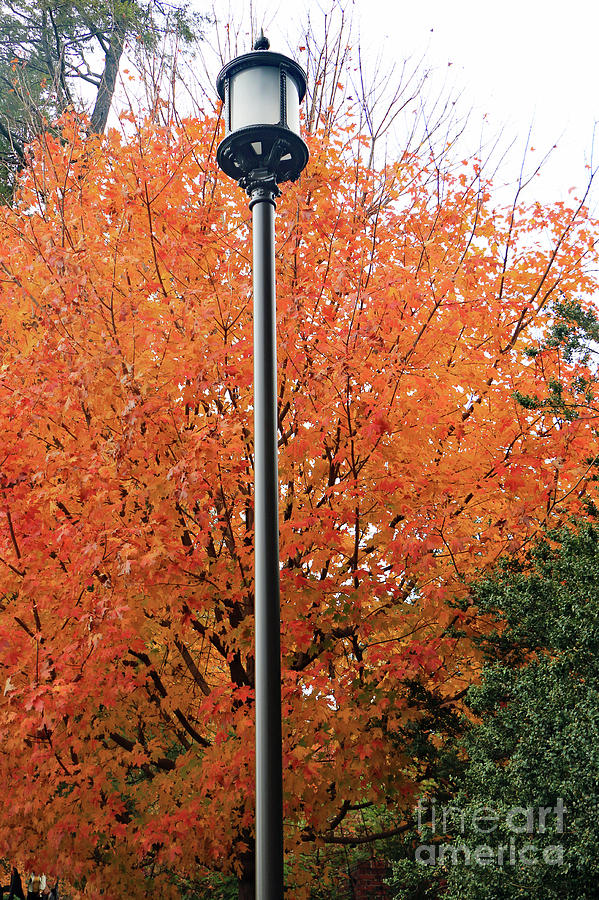 Autumn Lamppost II Photograph by Mary Haber
