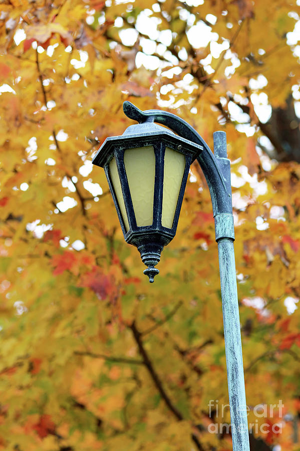 Autumn Lamppost Photograph by Mary Haber