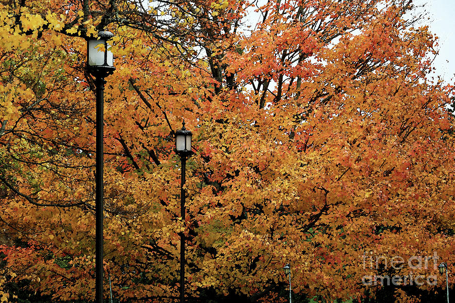 Autumn Lampposts Photograph by Mary Haber