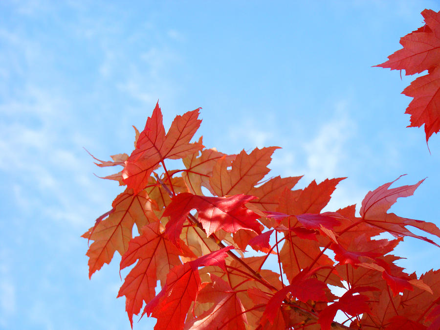 AUTUMN LANDSCAPE Fall Leaves Blue Sky White Clouds Baslee Photograph by ...