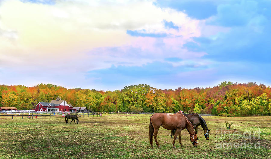 Autumn landscape of horses grazing on a Maryland farme of horses grazing on a Ma Photograph by Patrick Wolf
