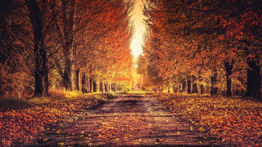 Autumn Lane Photograph by James Billings
