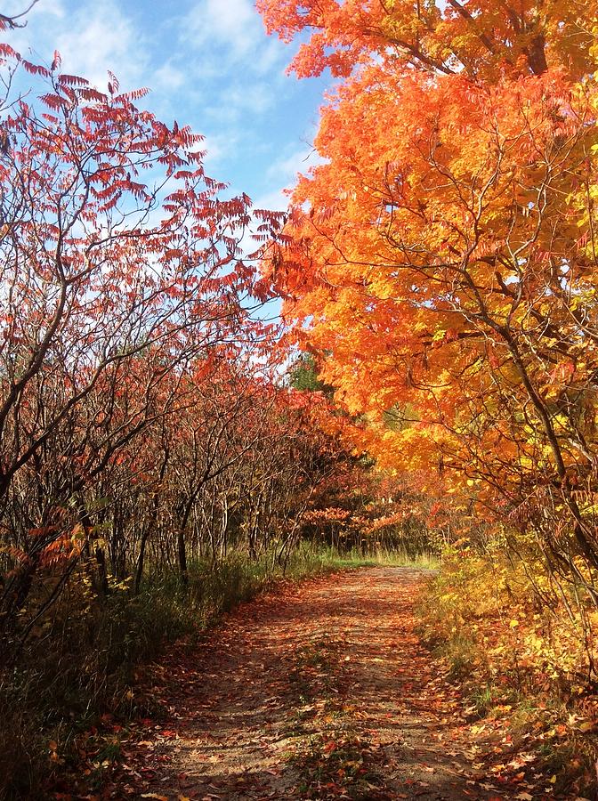 Autumn Lane Photograph by Pat Purdy