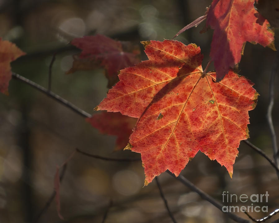 Autumn Leaf 2015 Photograph by Lili Feinstein