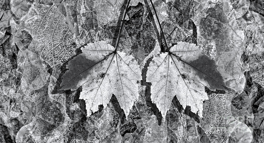 Autumn Leaf Abstract In Black and White Photograph by Jeff Breiman