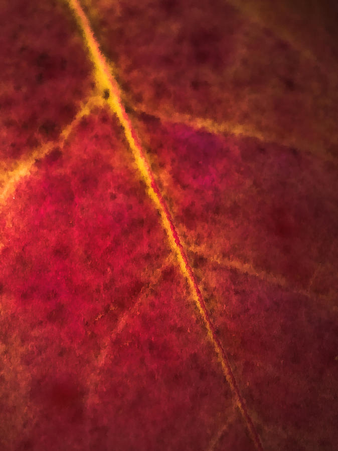 Autumn Leaf Abstract Photograph by Jim DeLillo