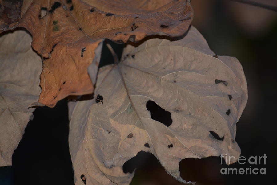 Autumn Leaf Abstract Photograph by Maria Urso