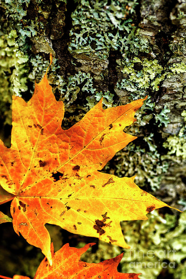 Autumn Leaf and Lichen Photograph by Thomas R Fletcher