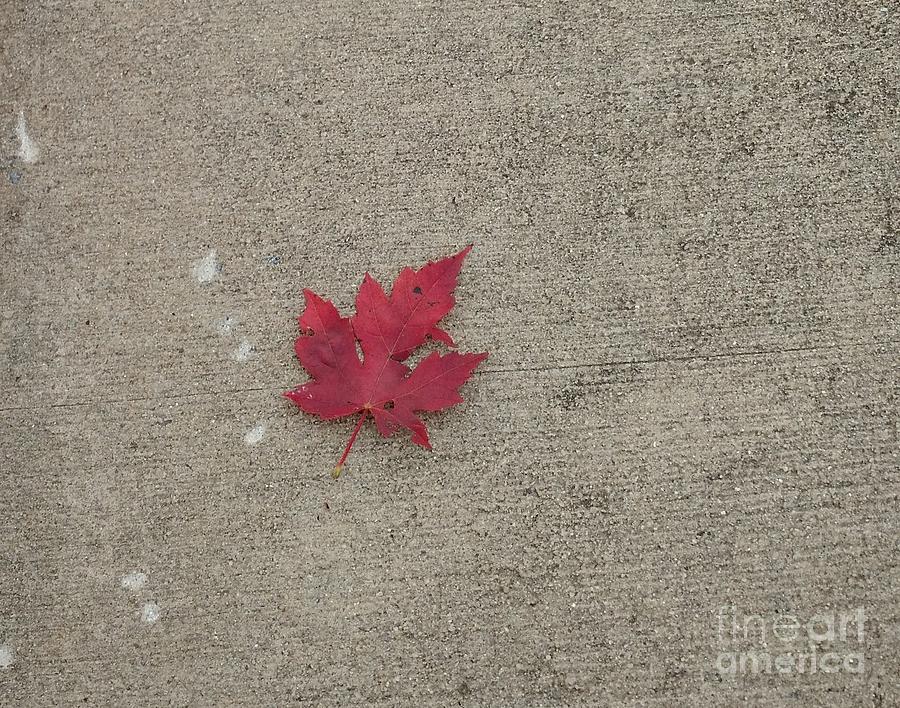 Autumn Leaf Photograph by Anita Adams