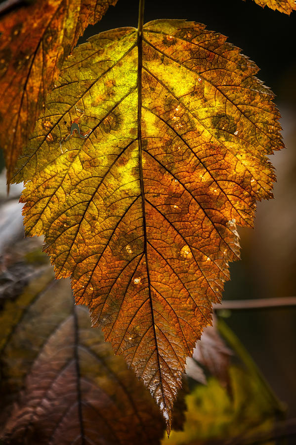 Autumn Leaf Photograph by Belinda Greb