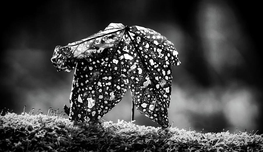 Autumn Leaf - Black And White Photograph by Mountain Dreams