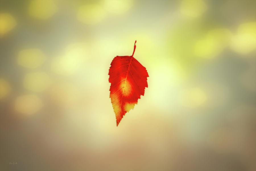 Autumn Leaf Photograph by Bob Orsillo