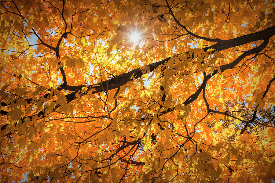 Autumn Leaf Branch with Sun Burst Photograph by Randall Nyhof