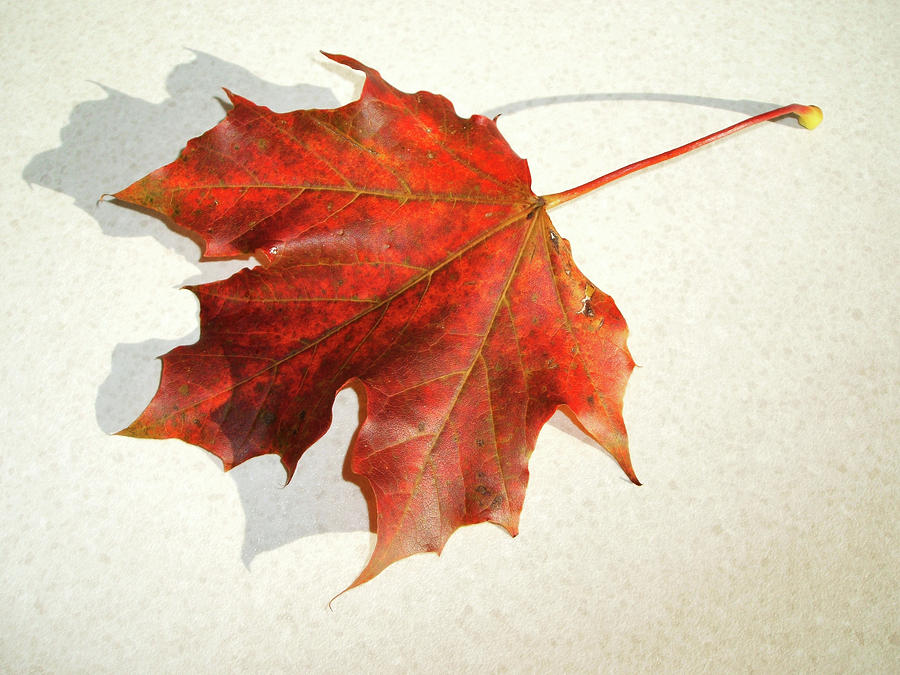 Nature Photograph - Autumn leaf by Cliff Norton