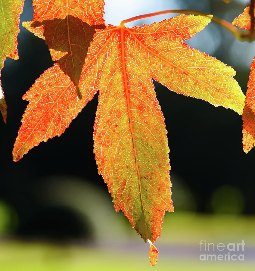 Autumn leaf Photograph by Colin Rayner