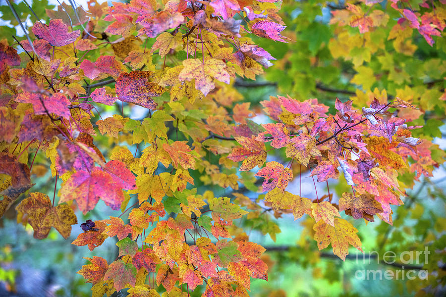 Autumn Leaf Color Photograph by Dale Powell
