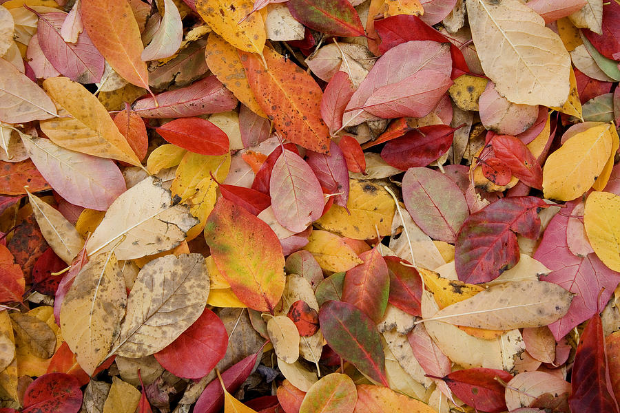 Autumn Leaf Colour Digital Art by Julian Perry