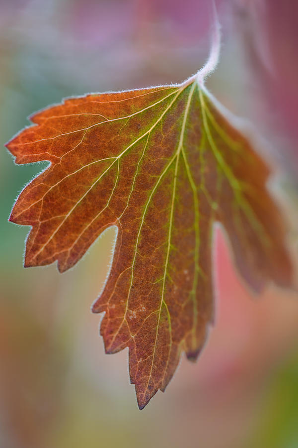 Fall Photograph - Autumn Leaf by Dale Kincaid