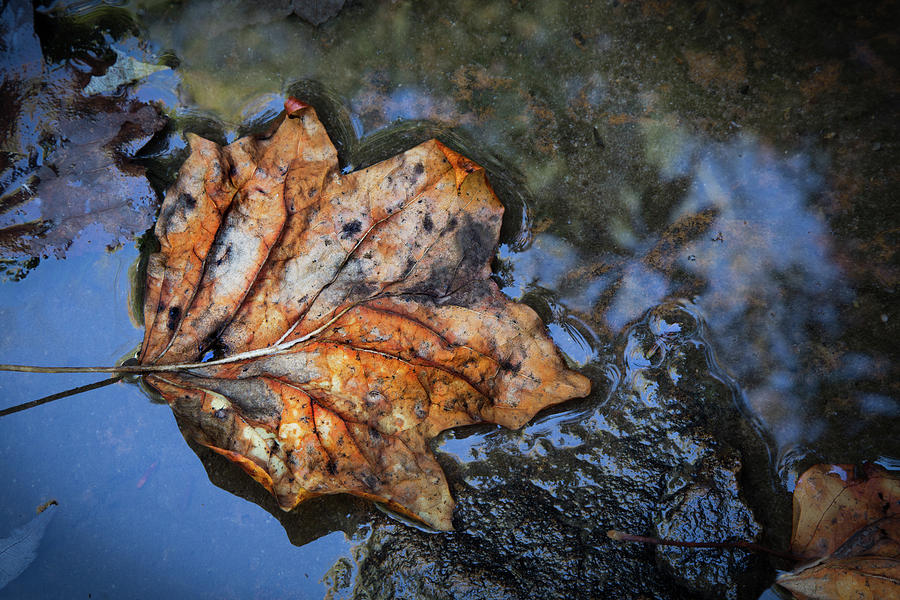 Autumn Leaf Photograph by Debra and Dave Vanderlaan