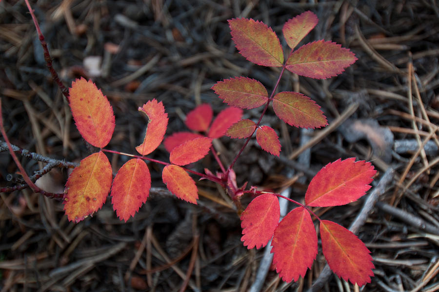 Autumn Leaf Detail 2 Photograph by Cascade Colors