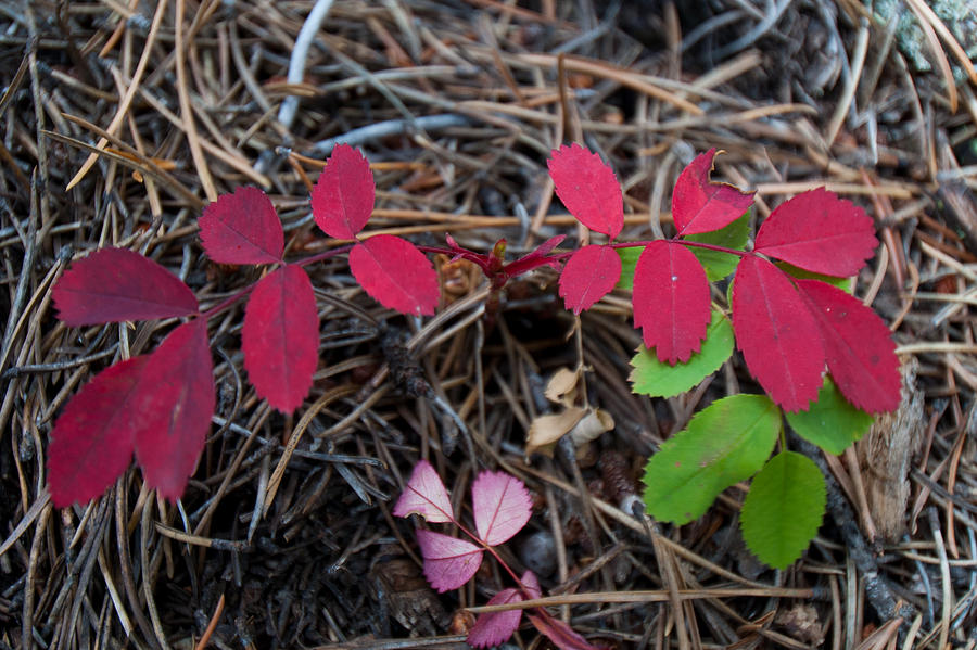 Autumn Leaf Detail Photograph by Cascade Colors