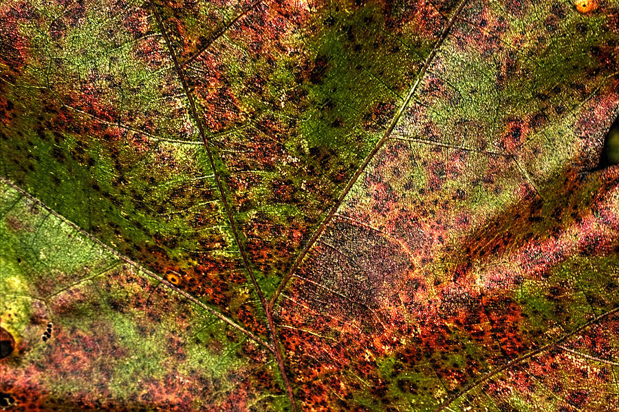 Autumn Leaf Detail Photograph by Roger Passman